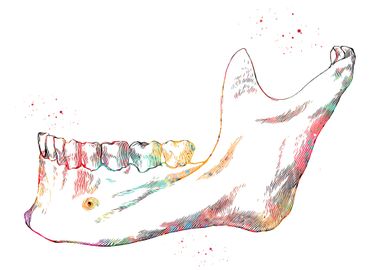 Inferior maxillary bone 