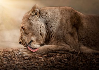 Grooming time