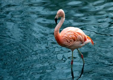 Flamingo