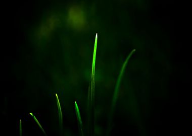 Blades of Grass