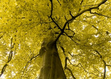 Yellow Branches