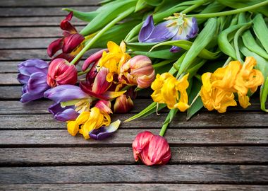 Tulips