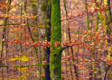 Autumn Tree