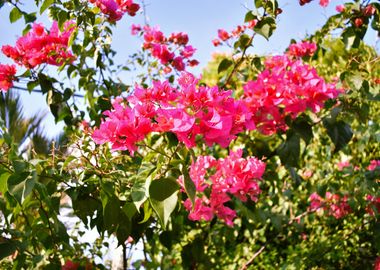 Red Paper Flowers