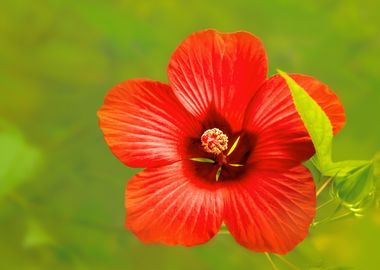 Red Beauty