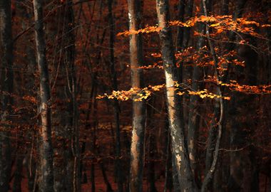 Autumn Branches