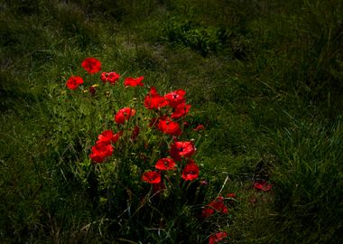 Poppies