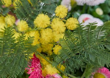 yellow mimosa in bloom