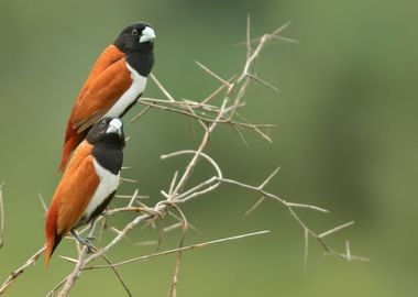 Tri Color Munia 