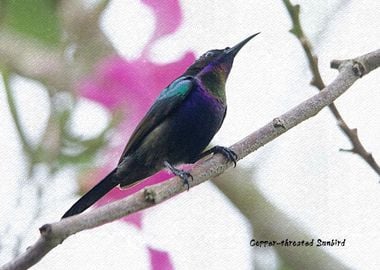 Copper throated Sunbird