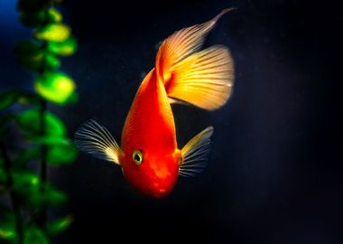 Goldfish In Black Water