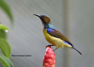 Plain Throated Sunbird