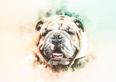 English Bulldog