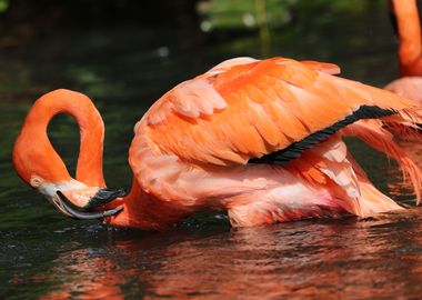 American Flamingo