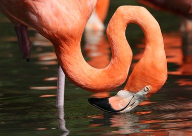 Flamingo lingo