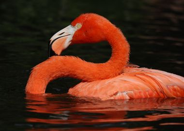 Flamingo lake