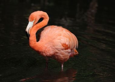 American Flamingo