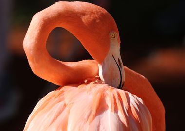 Flamingo beauty