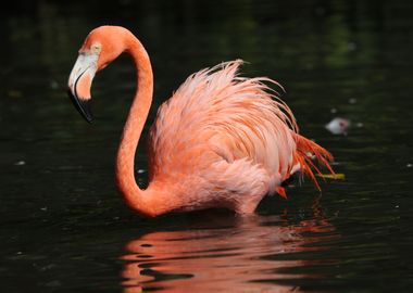 American Flamingo