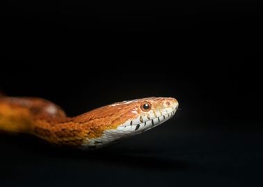 Corn Snake 