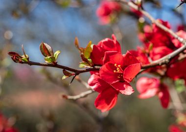 Spring blooming