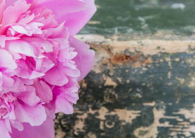 Peonies flowers