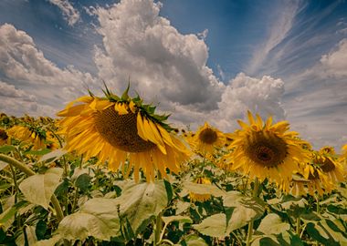 Sunflowers