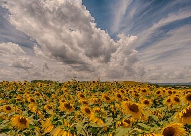 Sunflowers