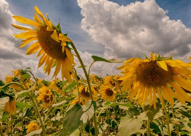 Sunflowers