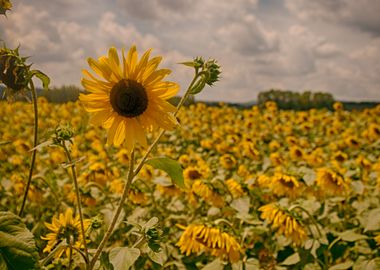 Sunflowers