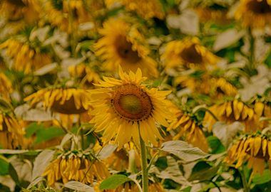 Sunflowers