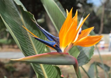 Flor del paraiso