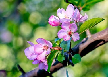 Nice Crab Apple Flowers