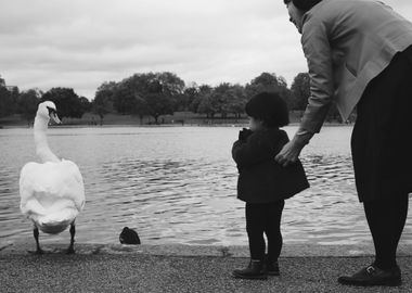 Kid and swan in Hyde Park 