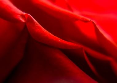 Red rose in the dark