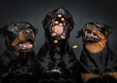 The Three Musketeerdogs