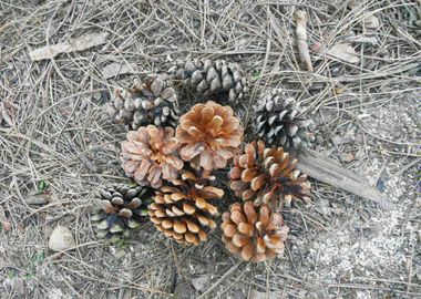 Pine cones