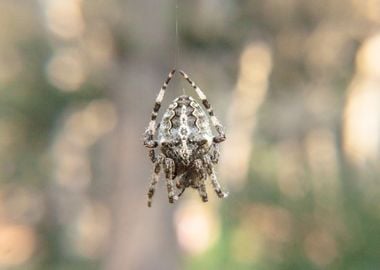 Bridge orbweaver spider