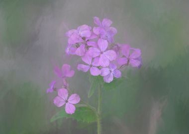 lunaria annua  wildflower 