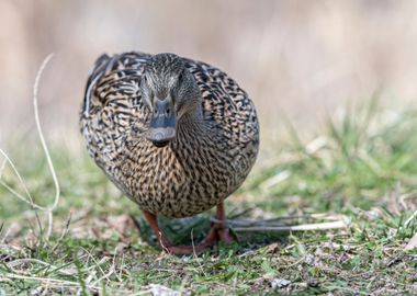 cute duck rest on meadow