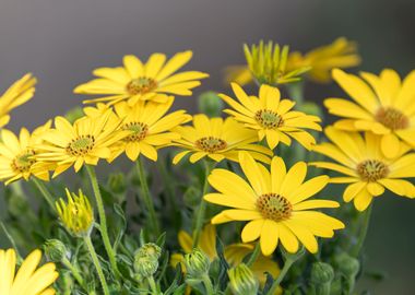 yellow daisy in bloom 