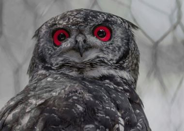 real owl with red eyes