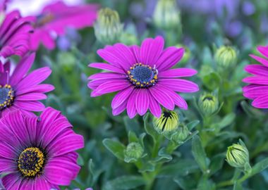 pink  daisy in bloom 