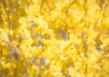 abstract yellow forsythia 