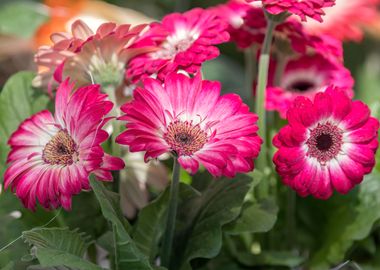 pink  daisy in bloom 