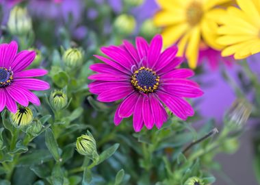 pink  daisy in bloom