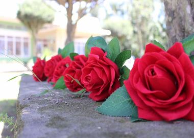 Rosas sa Hardin