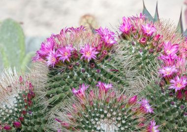 succulent plant in bloom