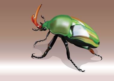 nature beetle