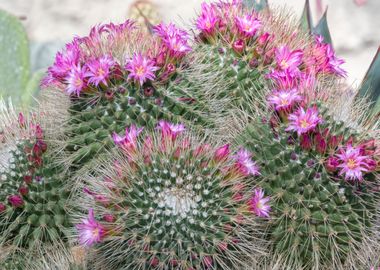 succulent plant in bloom i